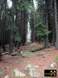 Feuersteinklippen bei Schierke im Harz, Sachsen-Anhalt, (D) Brockengranit - Oberkarbon (2) 26. Juni 2012.JPG